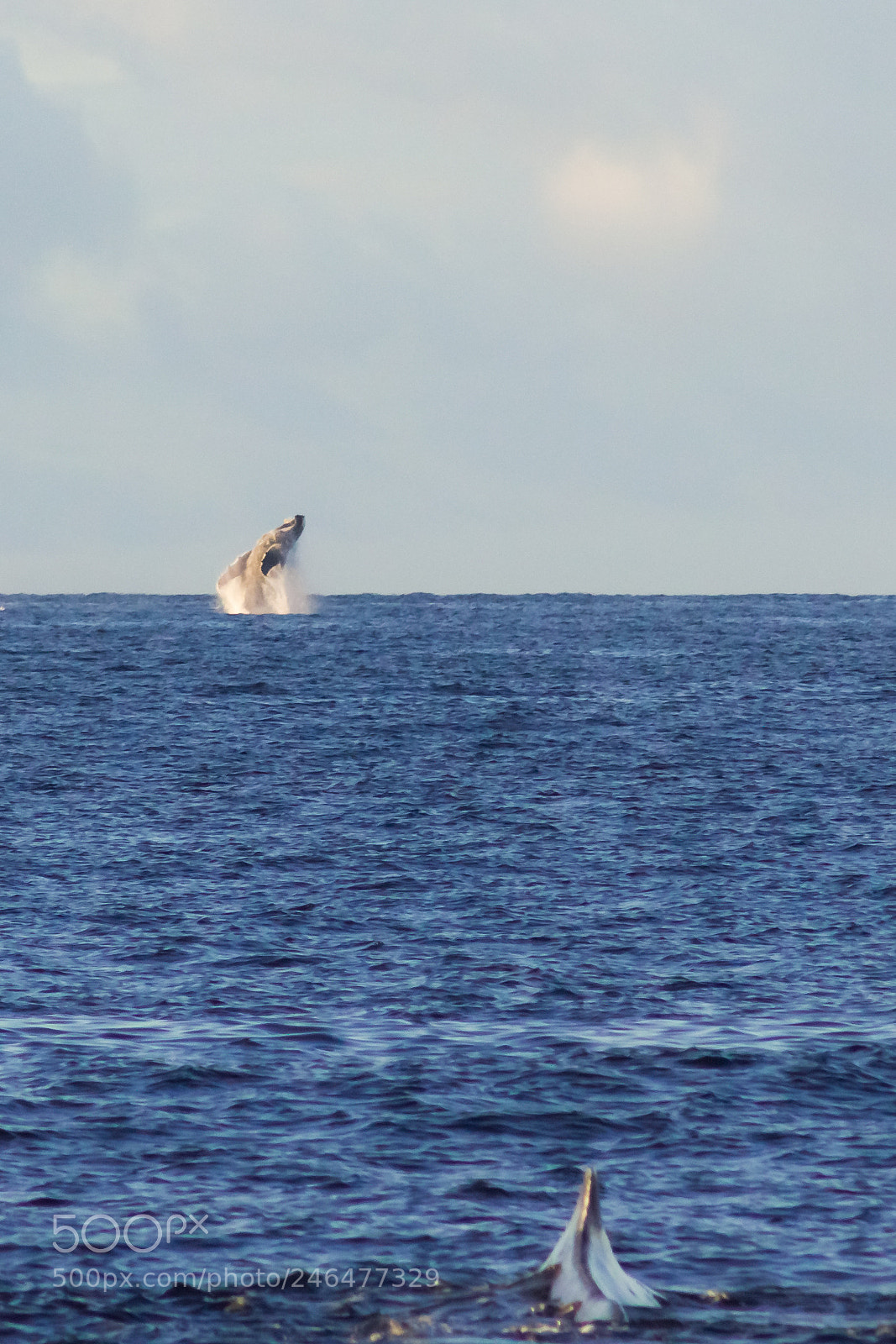 Canon EOS 550D (EOS Rebel T2i / EOS Kiss X4) sample photo. Breaching whale photography