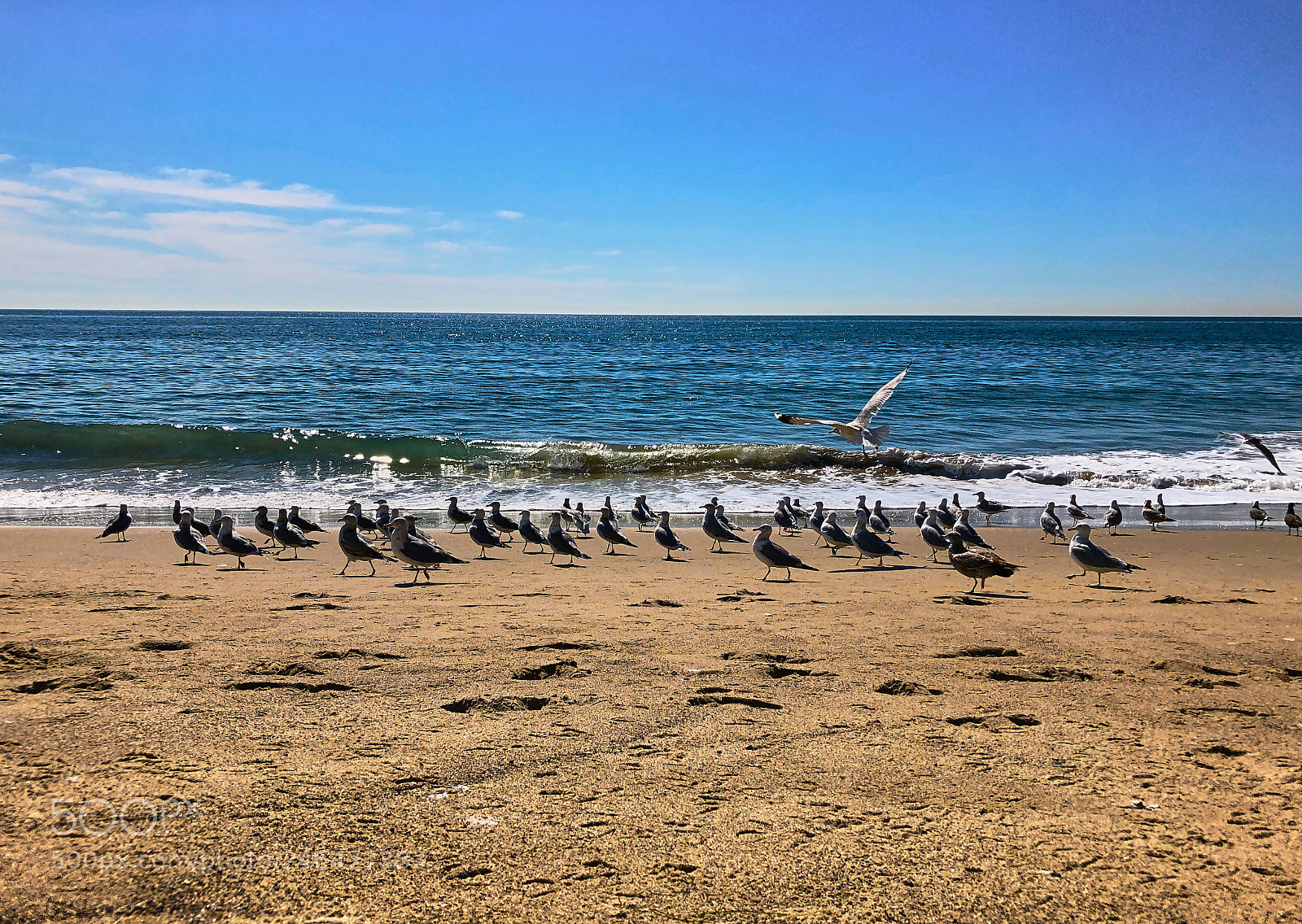 Apple iPhone 8 sample photo. Flock photography