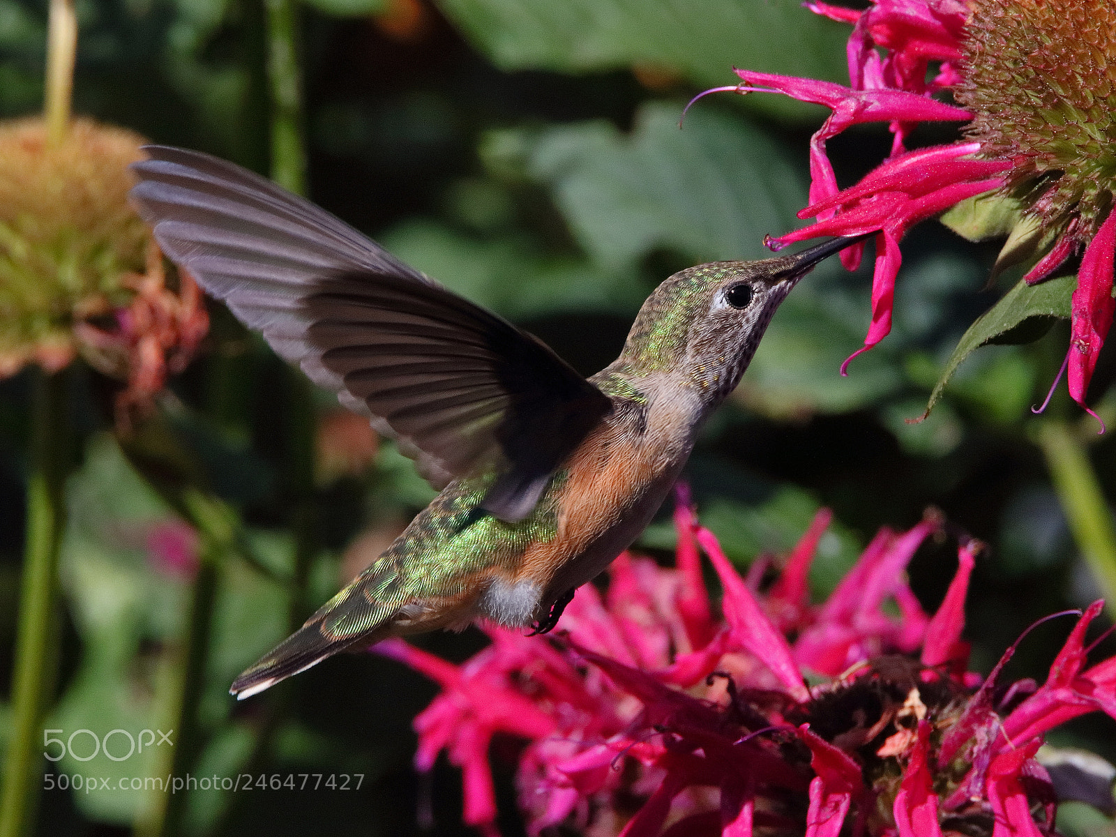 Canon EOS 750D (EOS Rebel T6i / EOS Kiss X8i) sample photo. Hummingbird and bee balm photography