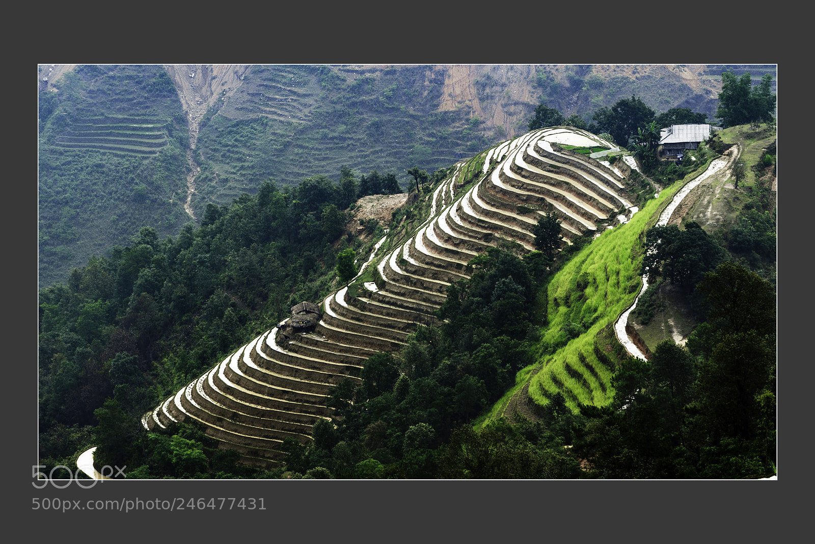 Nikon D5 sample photo. Mu cang chai terraced photography