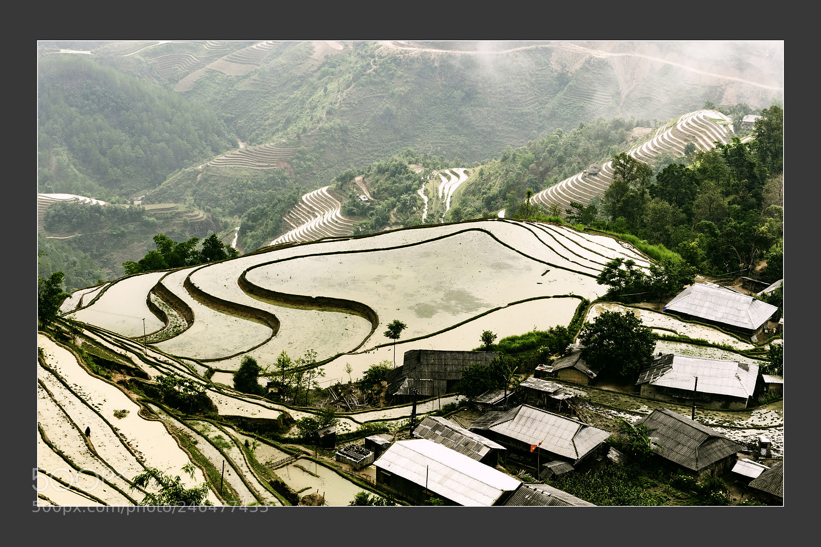 Nikon D5 sample photo. Mu cang chai terraced photography