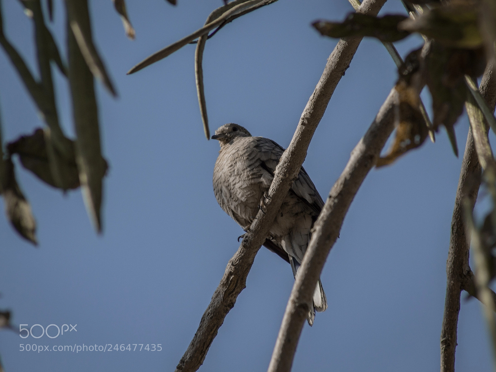Canon EOS 700D (EOS Rebel T5i / EOS Kiss X7i) sample photo. Mexican dove photography