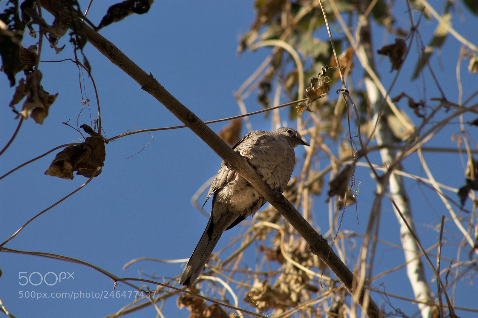 Canon EOS 700D (EOS Rebel T5i / EOS Kiss X7i) sample photo. Mexican dove photography