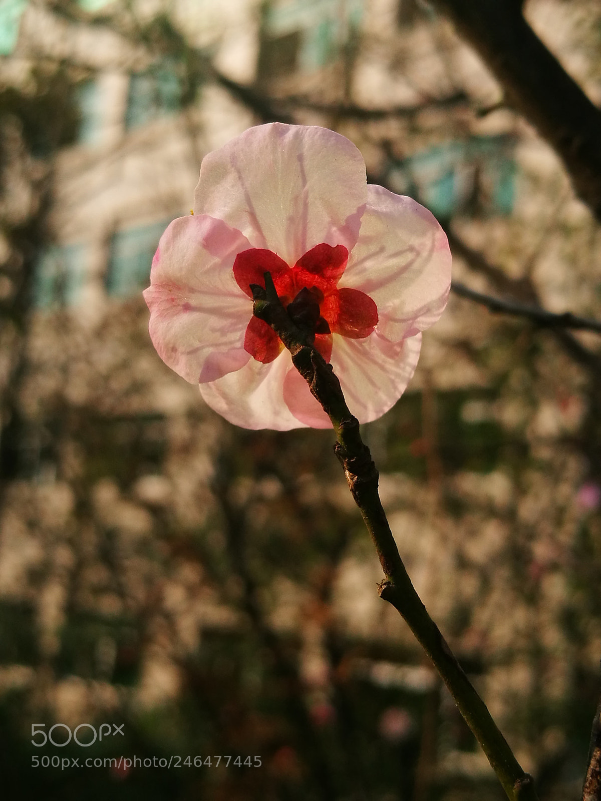 HUAWEI P9 sample photo. Blossom photography