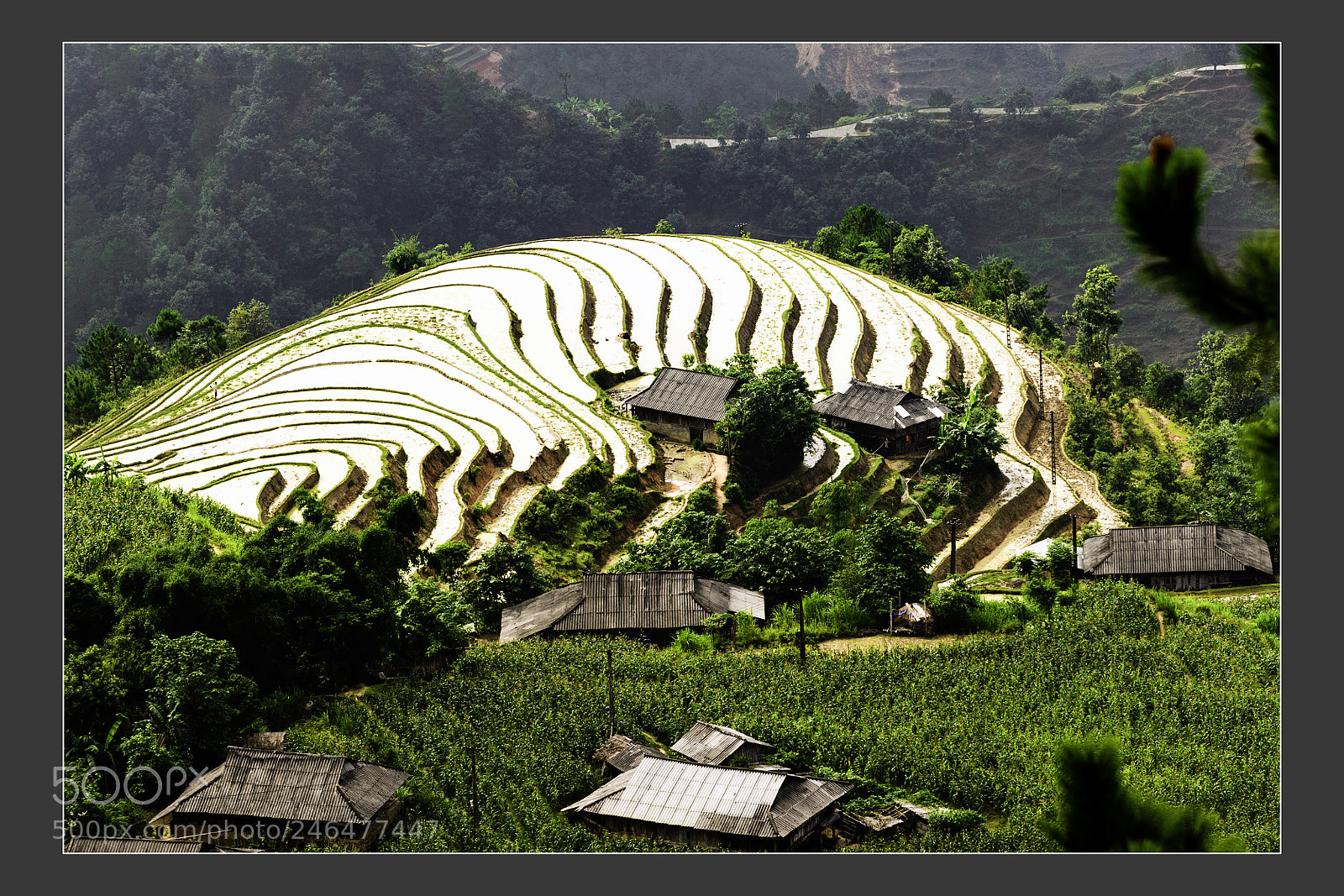 Nikon D5 sample photo. Mu cang chai terraced photography