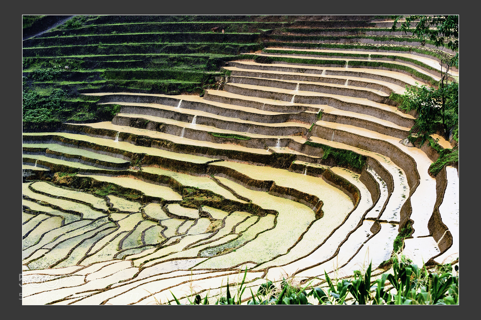 Nikon D5 sample photo. Mu cang chai terraced photography