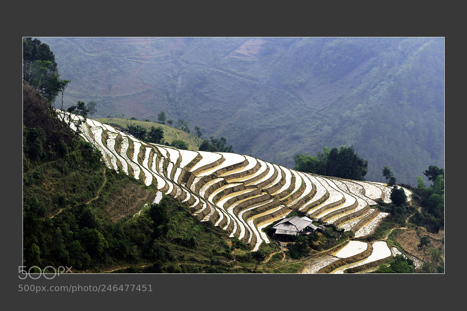 Nikon D5 sample photo. Mu cang chai terraced photography