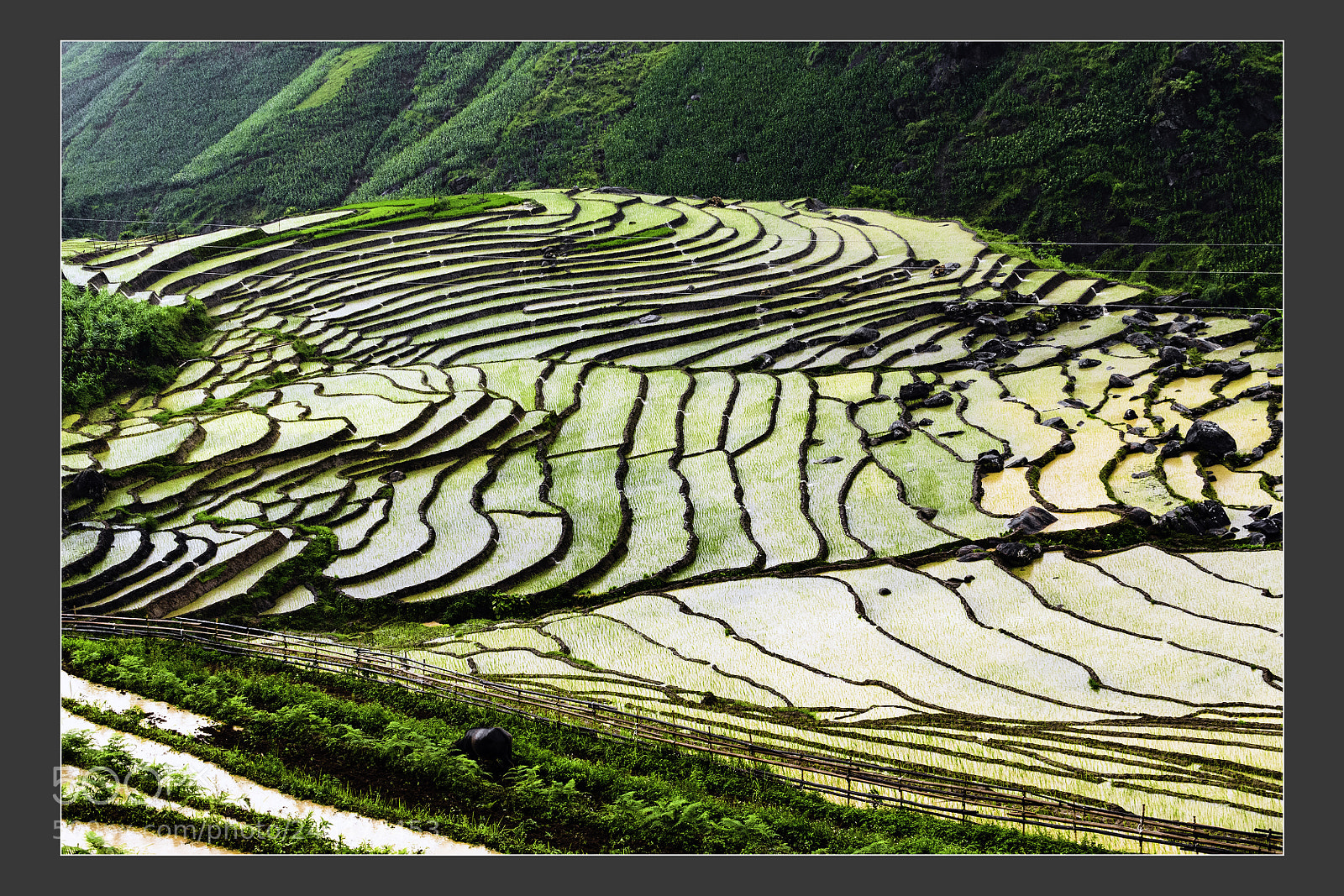 Nikon D5 sample photo. Mu cang chai terraced photography