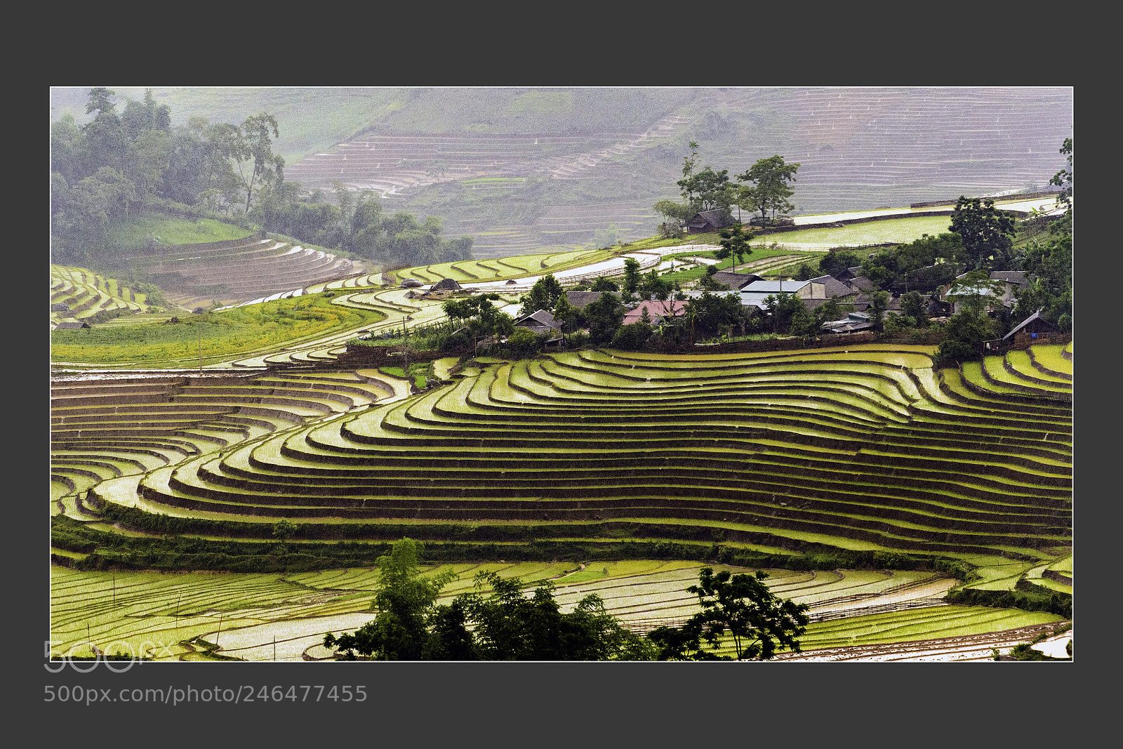 Nikon D5 sample photo. Mu cang chai terraced photography