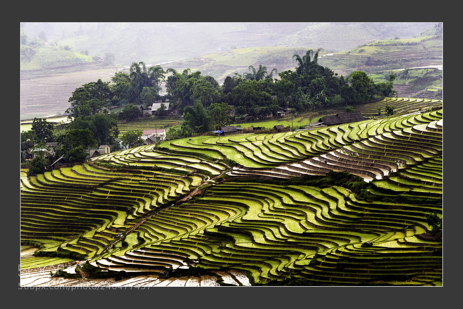 Nikon D5 sample photo. Mu cang chai terraced photography