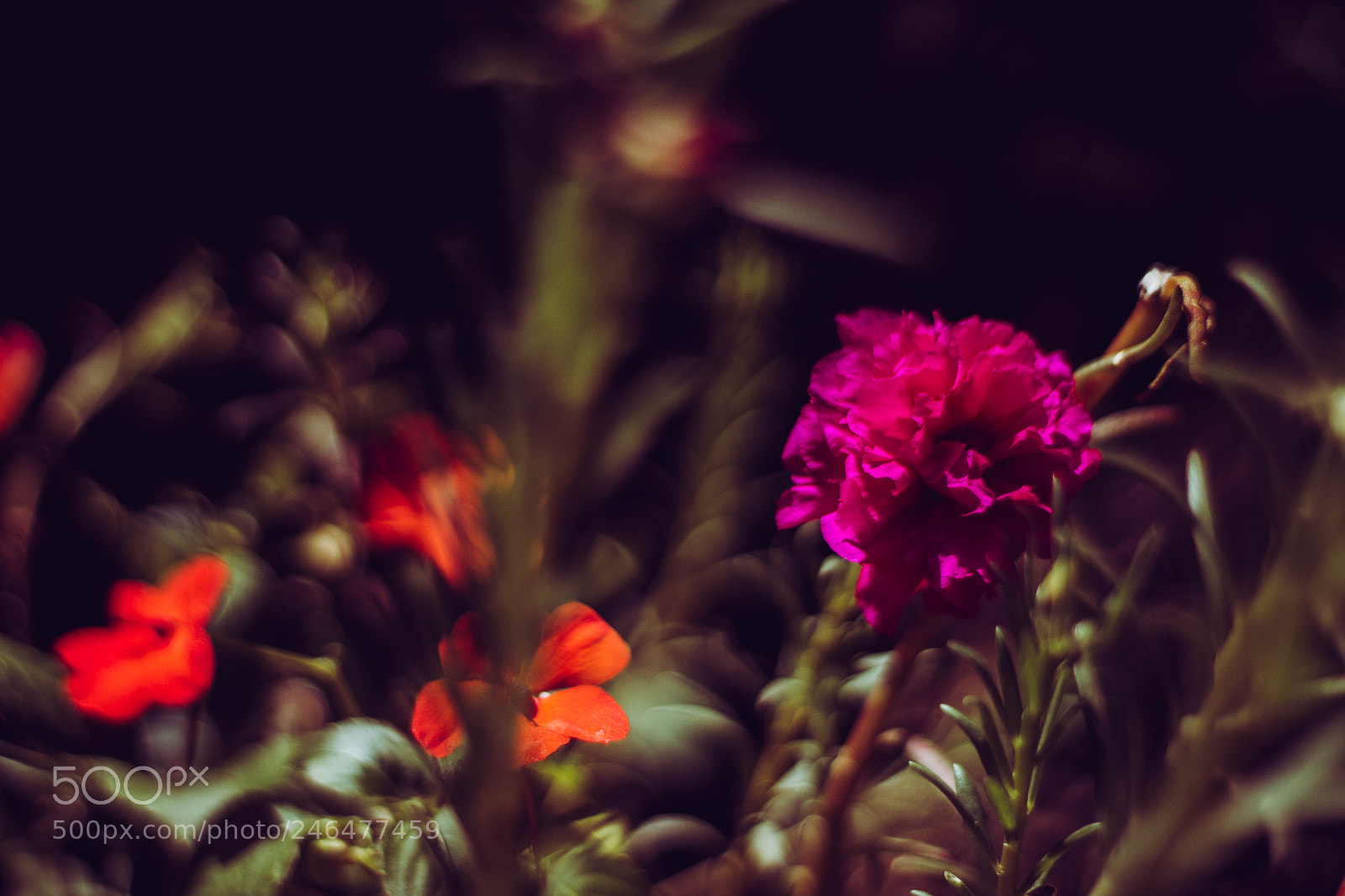 Canon EOS 1200D (EOS Rebel T5 / EOS Kiss X70 / EOS Hi) sample photo. Prantinha photography