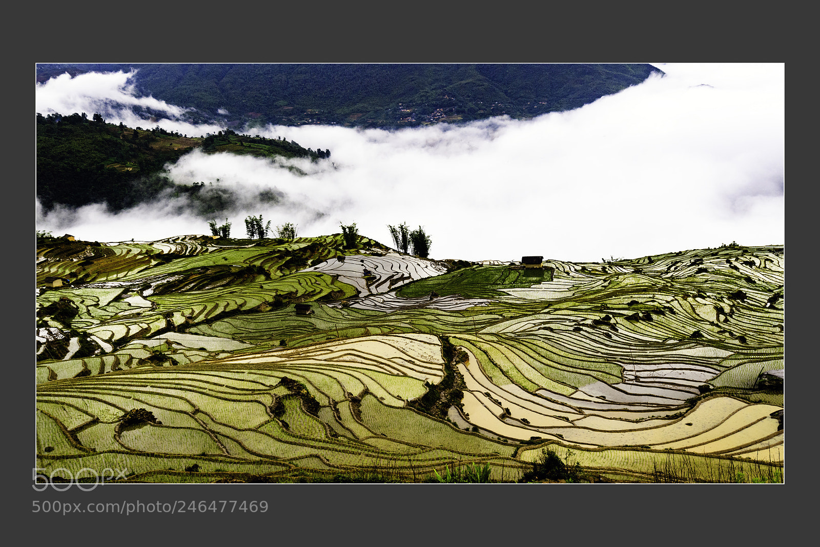 Nikon D5 sample photo. Mu cang chai terraced photography