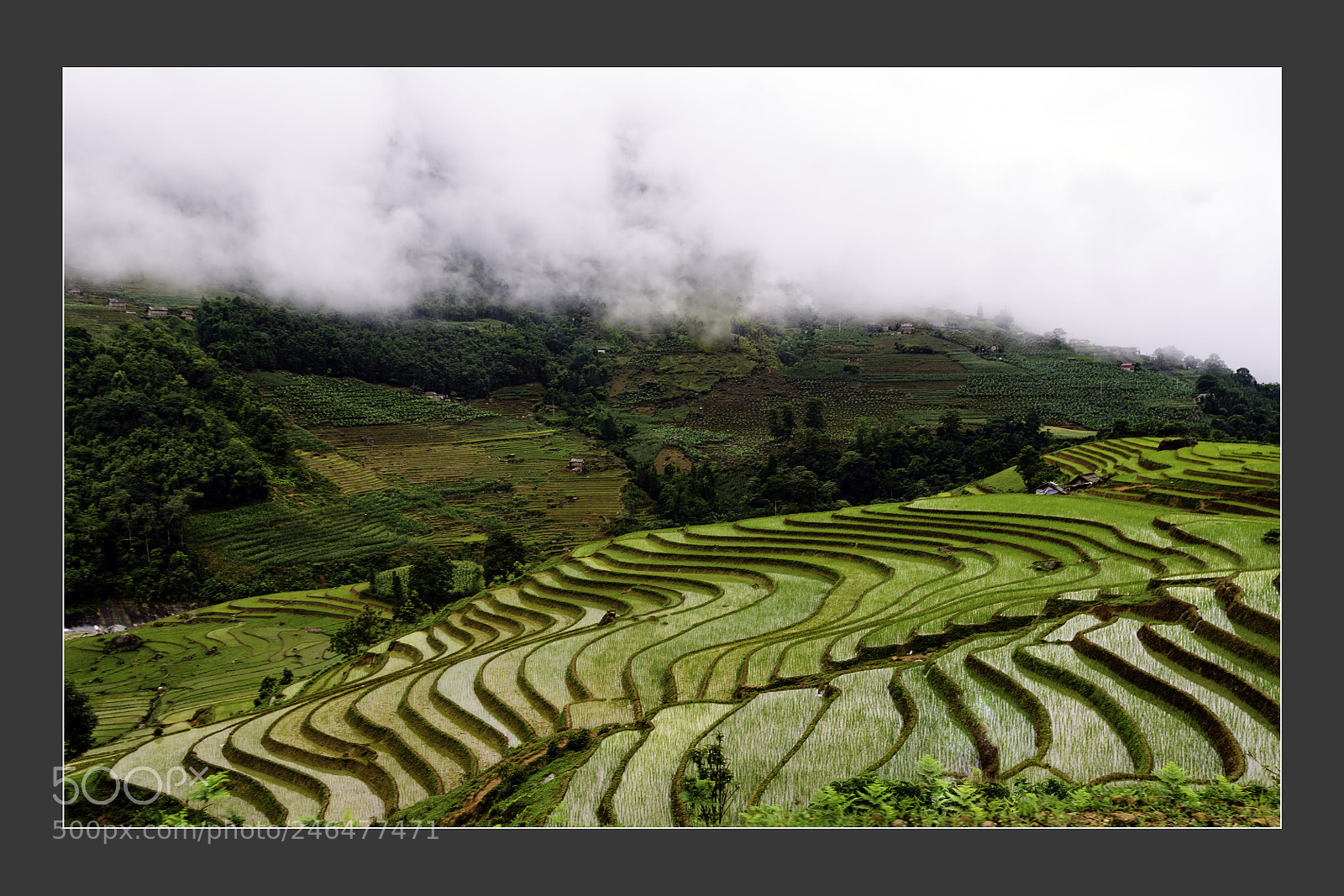 Nikon D5 sample photo. Mu cang chai terraced photography
