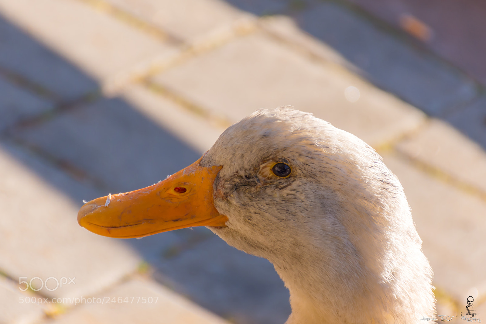 Nikon D5500 sample photo. Water duck photography