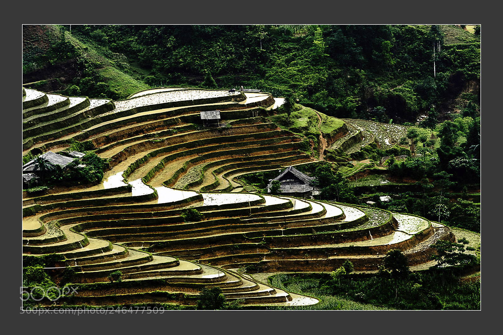 Nikon D7000 sample photo. Mu cang chai terraced photography