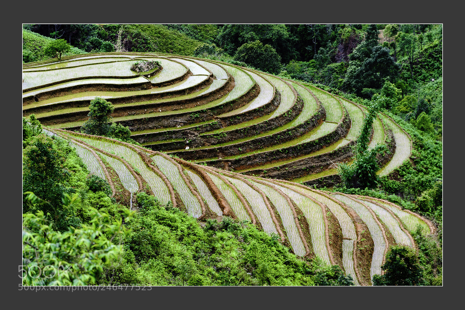 Nikon D3 sample photo. Mu cang chai terraced photography