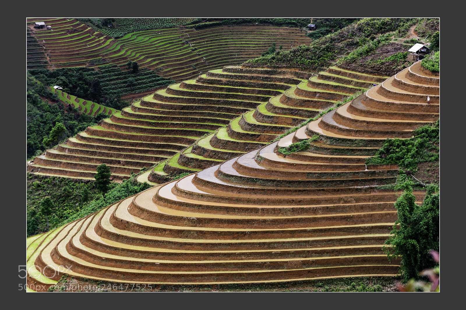 Nikon D3 sample photo. Mu cang chai terraced photography