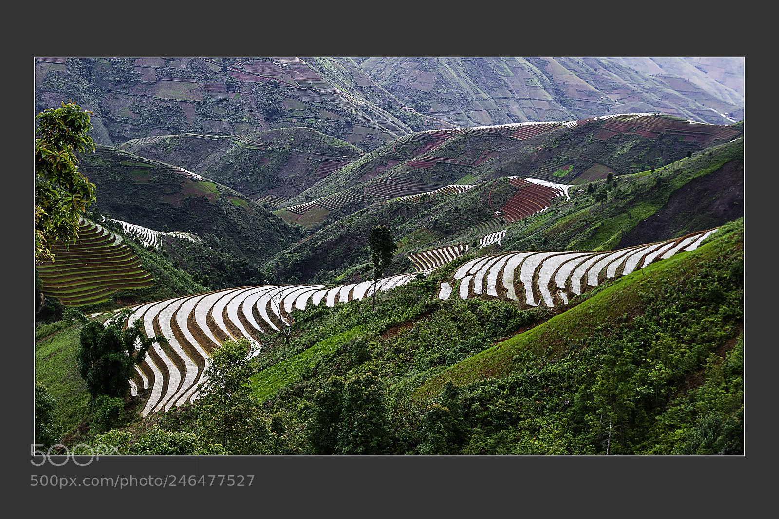 Nikon D3 sample photo. Mu cang chai terraced photography