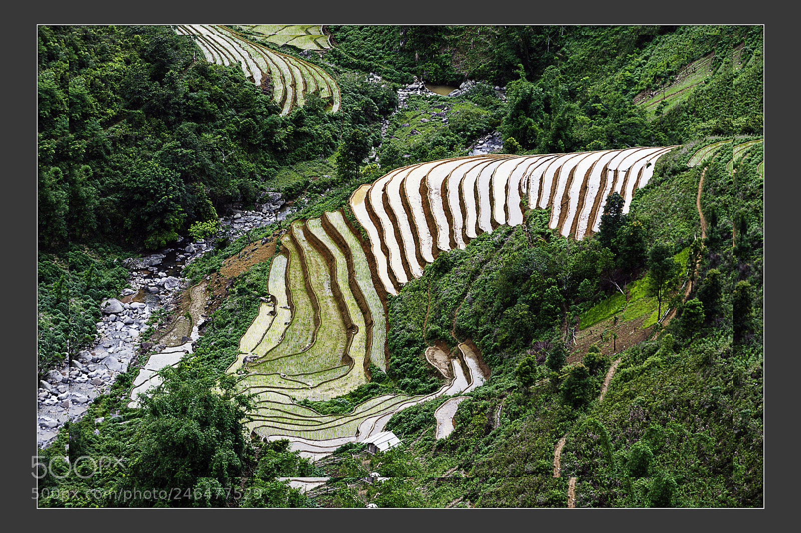 Nikon D3 sample photo. Mu cang chai terraced photography