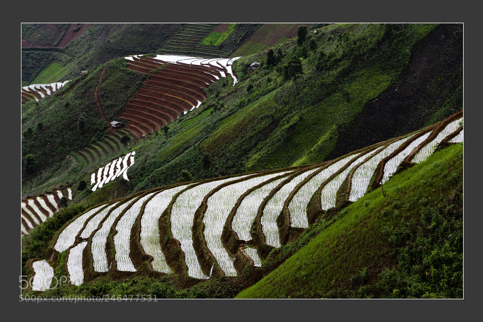 Nikon D3 sample photo. Mu cang chai terraced photography