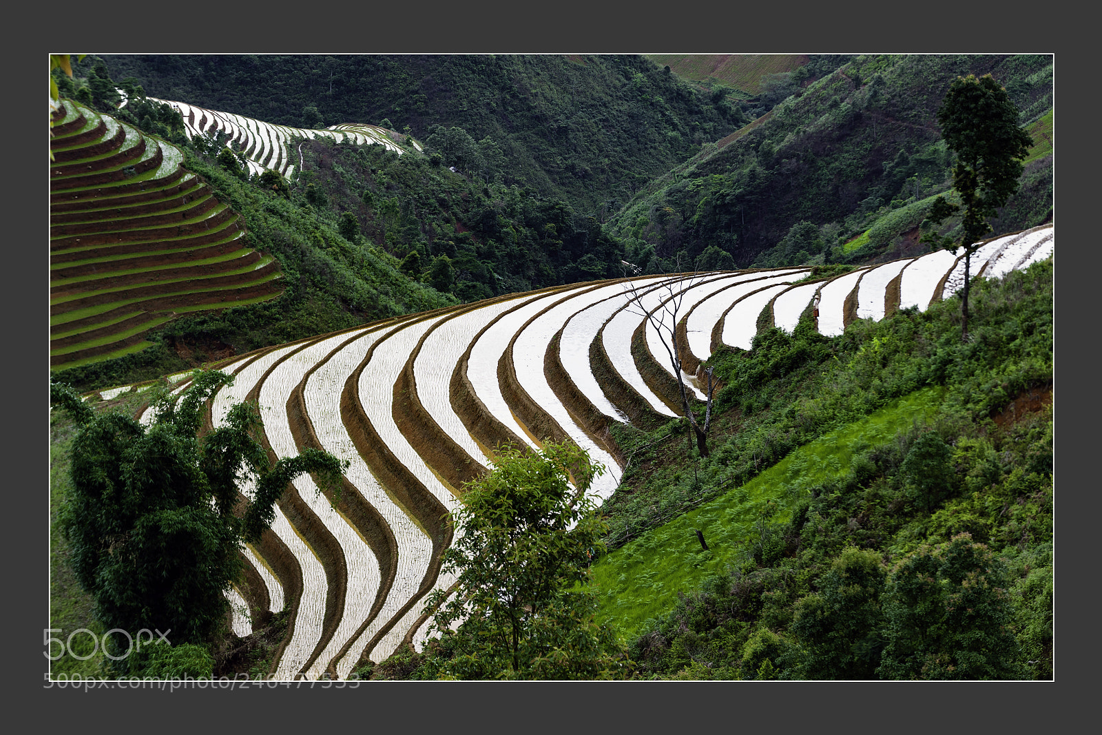 Nikon D3 sample photo. Mu cang chai terraced photography