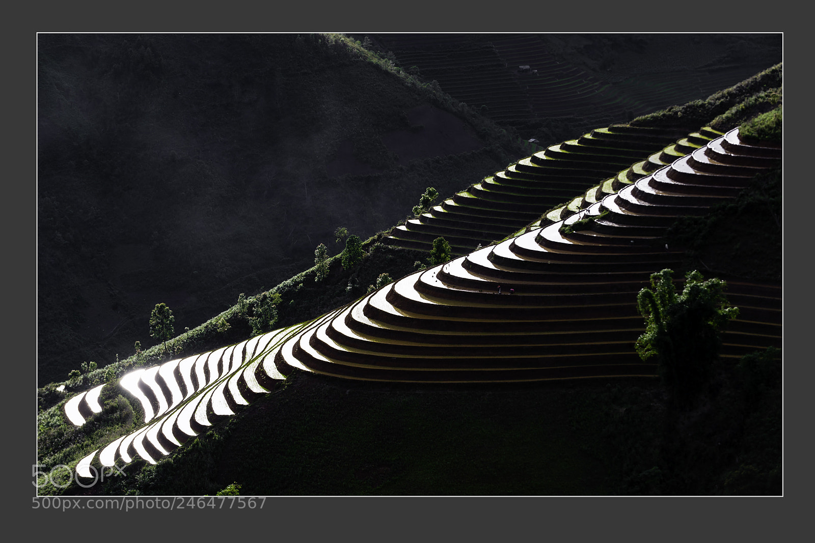 Nikon D3 sample photo. Mu cang chai terraced photography