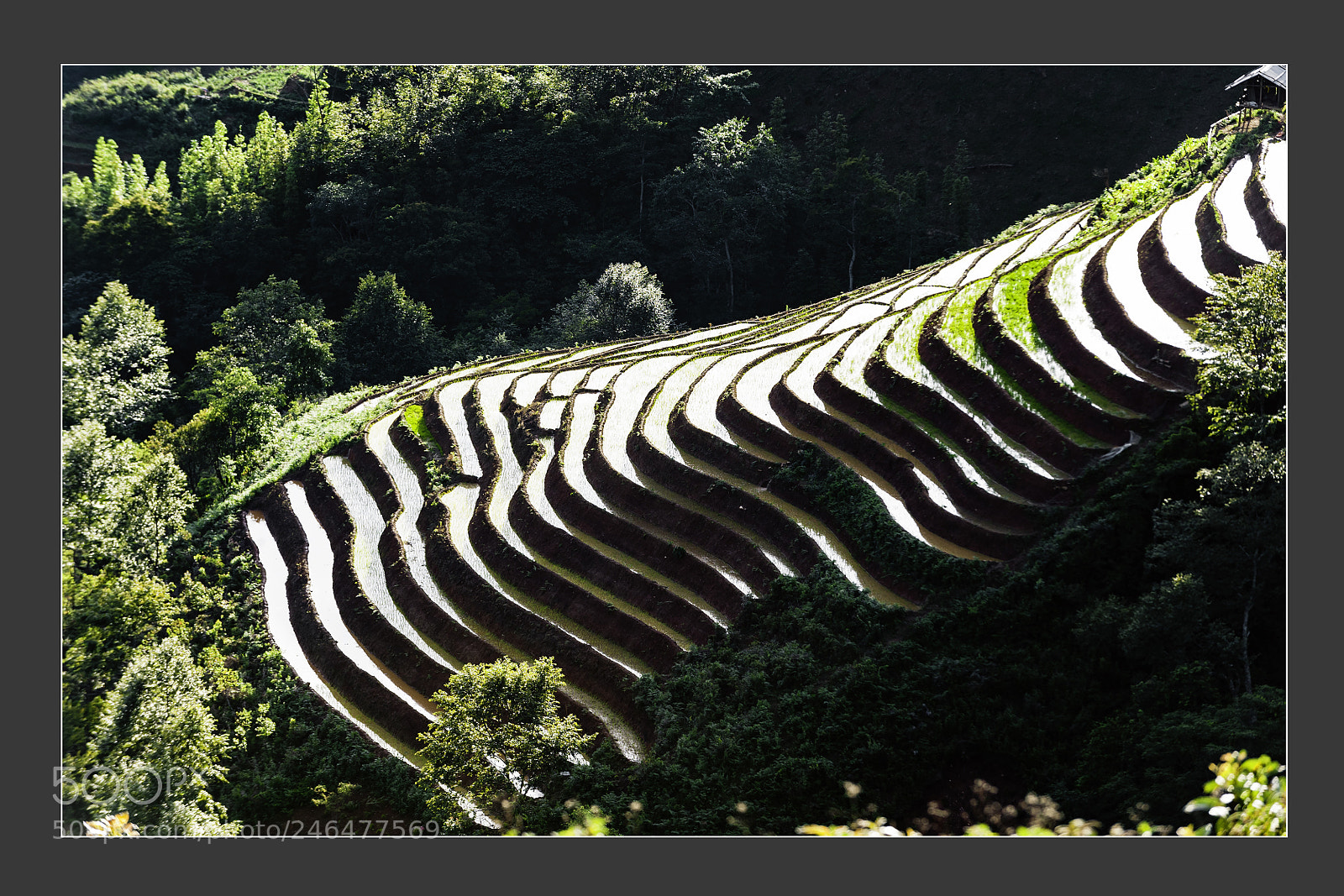 Nikon D3 sample photo. Mu cang chai terraced photography