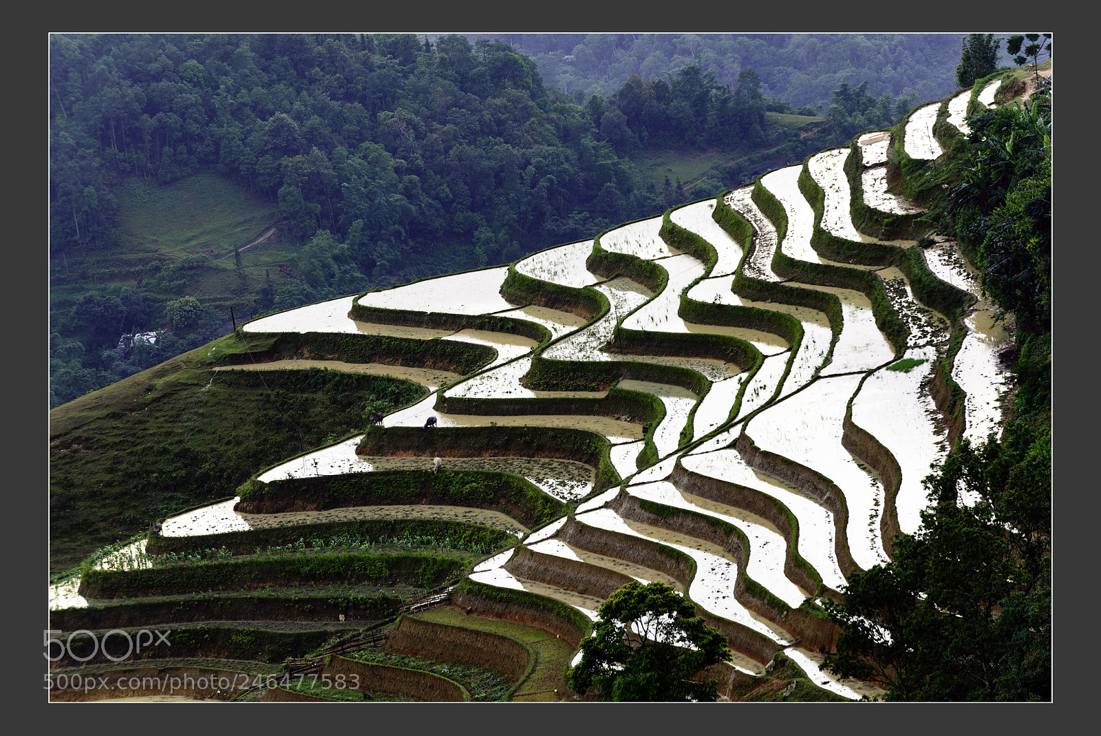 Nikon D610 sample photo. Mu cang chai terraced photography