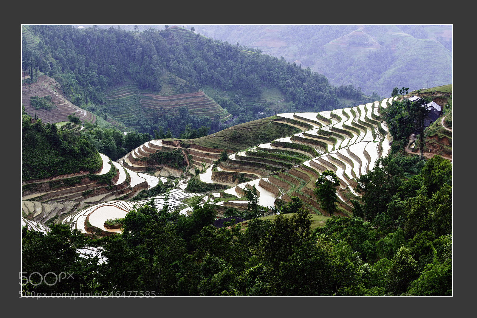 Nikon D610 sample photo. Mu cang chai terraced photography