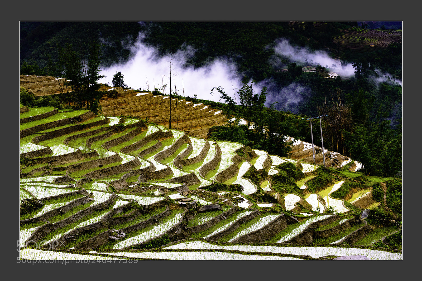 Nikon D610 sample photo. Mu cang chai terraced photography