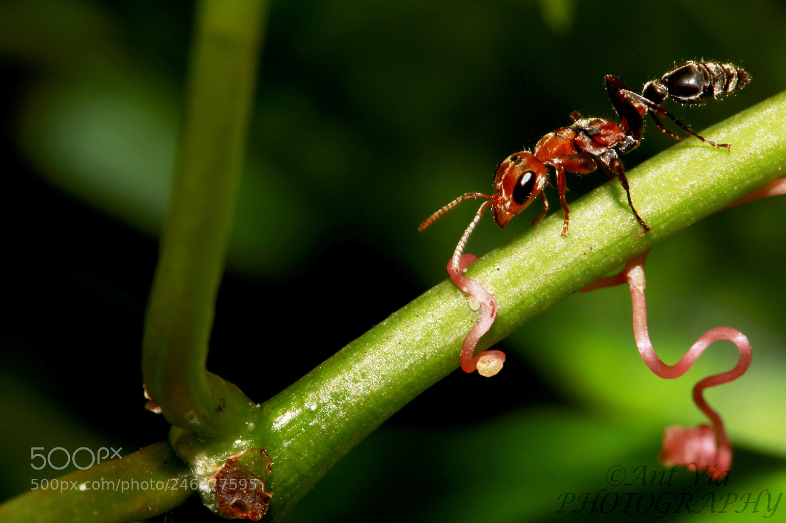 Canon EOS 700D (EOS Rebel T5i / EOS Kiss X7i) sample photo. Pseudomyrmex kuenckeli photography