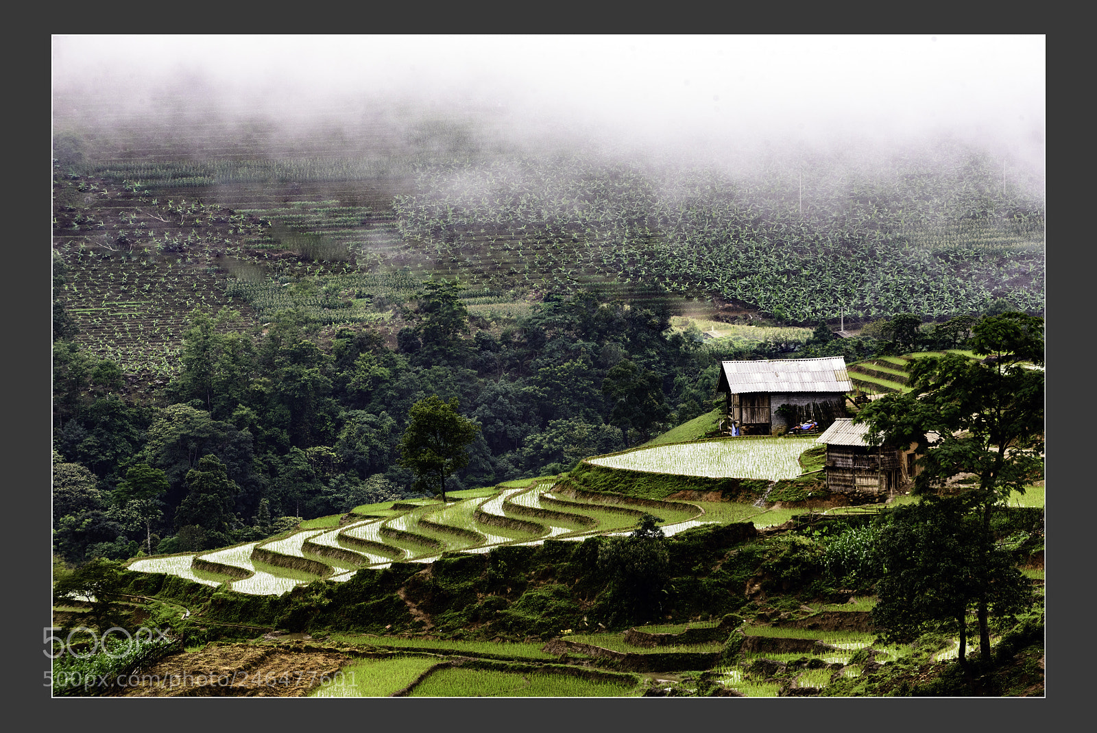 Nikon D610 sample photo. Mu cang chai terraced photography