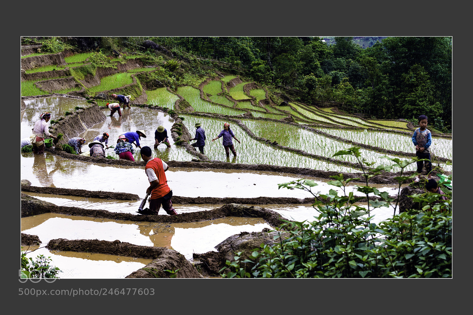 Nikon D610 sample photo. Mu cang chai terraced photography
