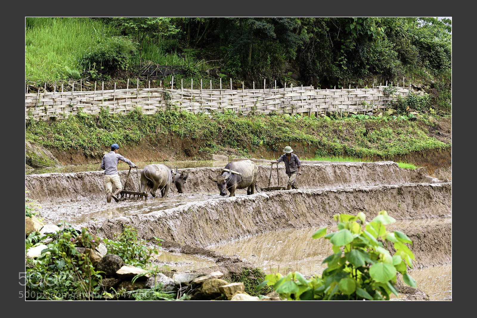 Nikon D610 sample photo. Mu cang chai terraced photography