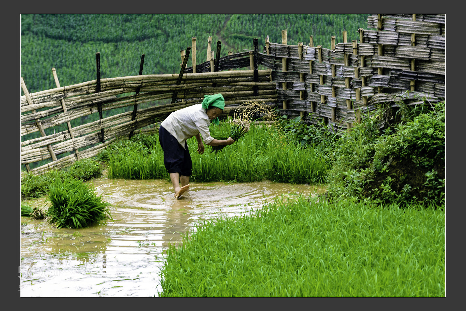 Nikon D610 sample photo. Mu cang chai terraced photography