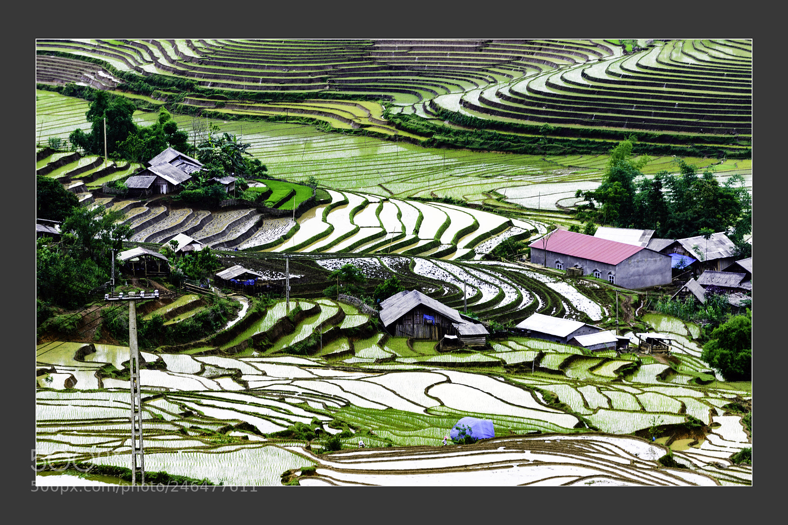 Nikon D610 sample photo. Mu cang chai terraced photography