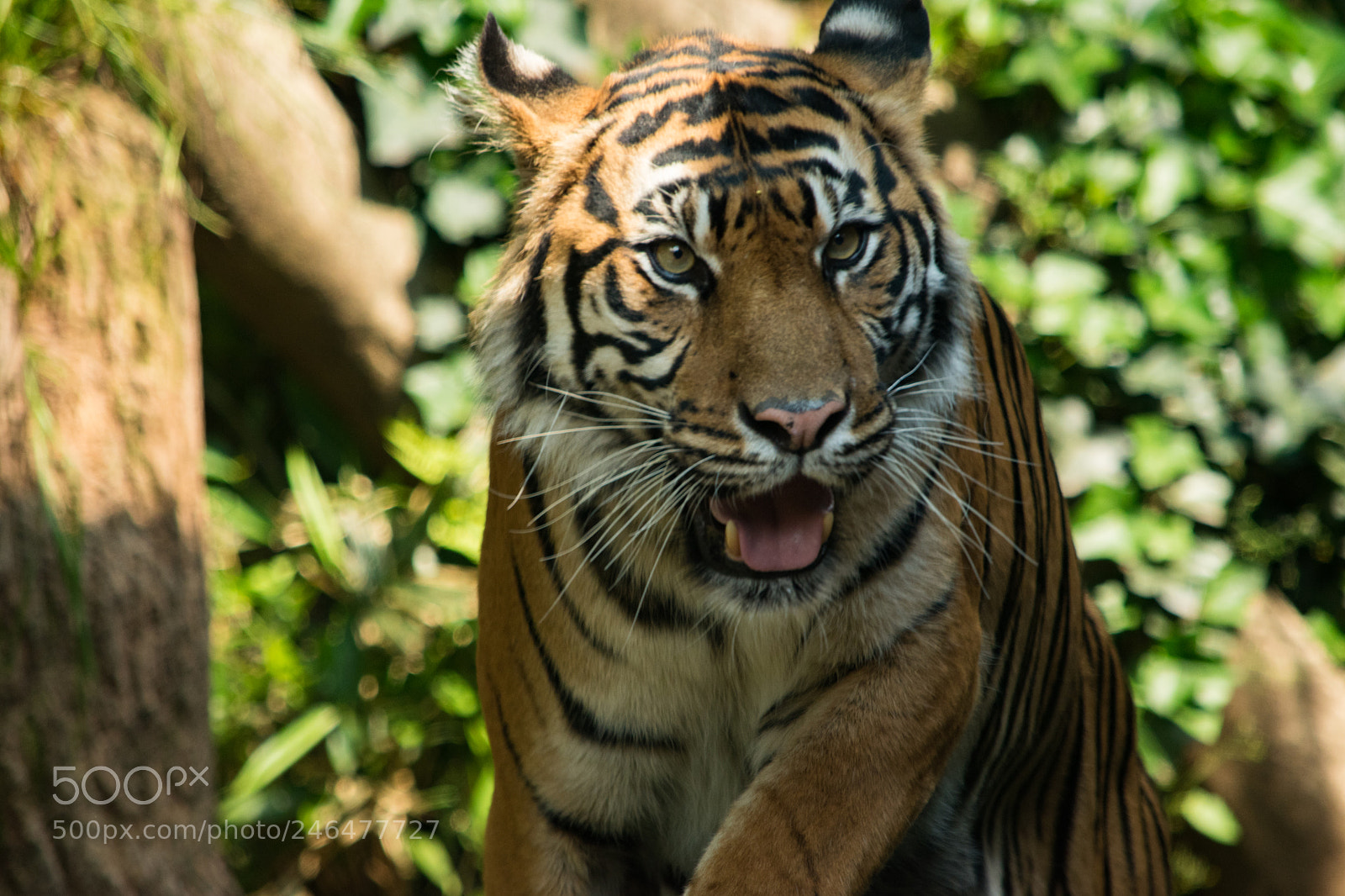 Nikon D5500 sample photo. Sumatran tiger photography