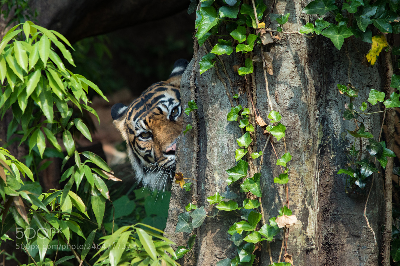 Nikon D5500 sample photo. Wait and see photography