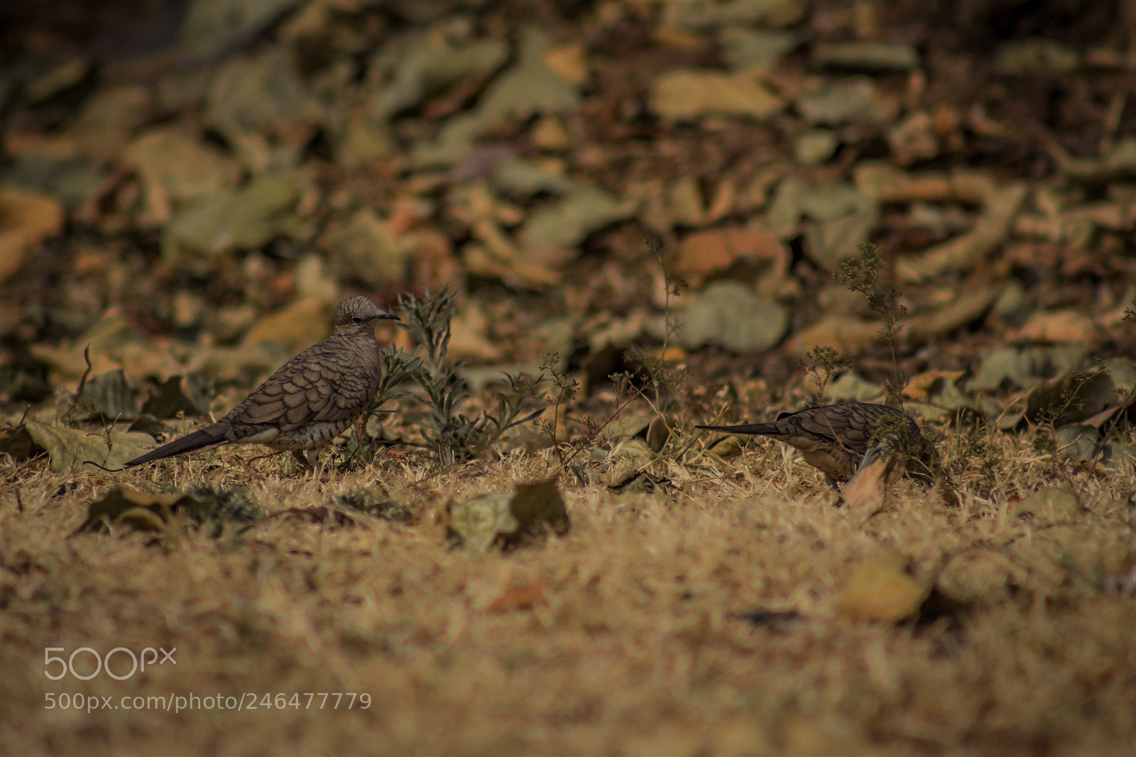 Canon EOS 700D (EOS Rebel T5i / EOS Kiss X7i) sample photo. Mexican dove photography