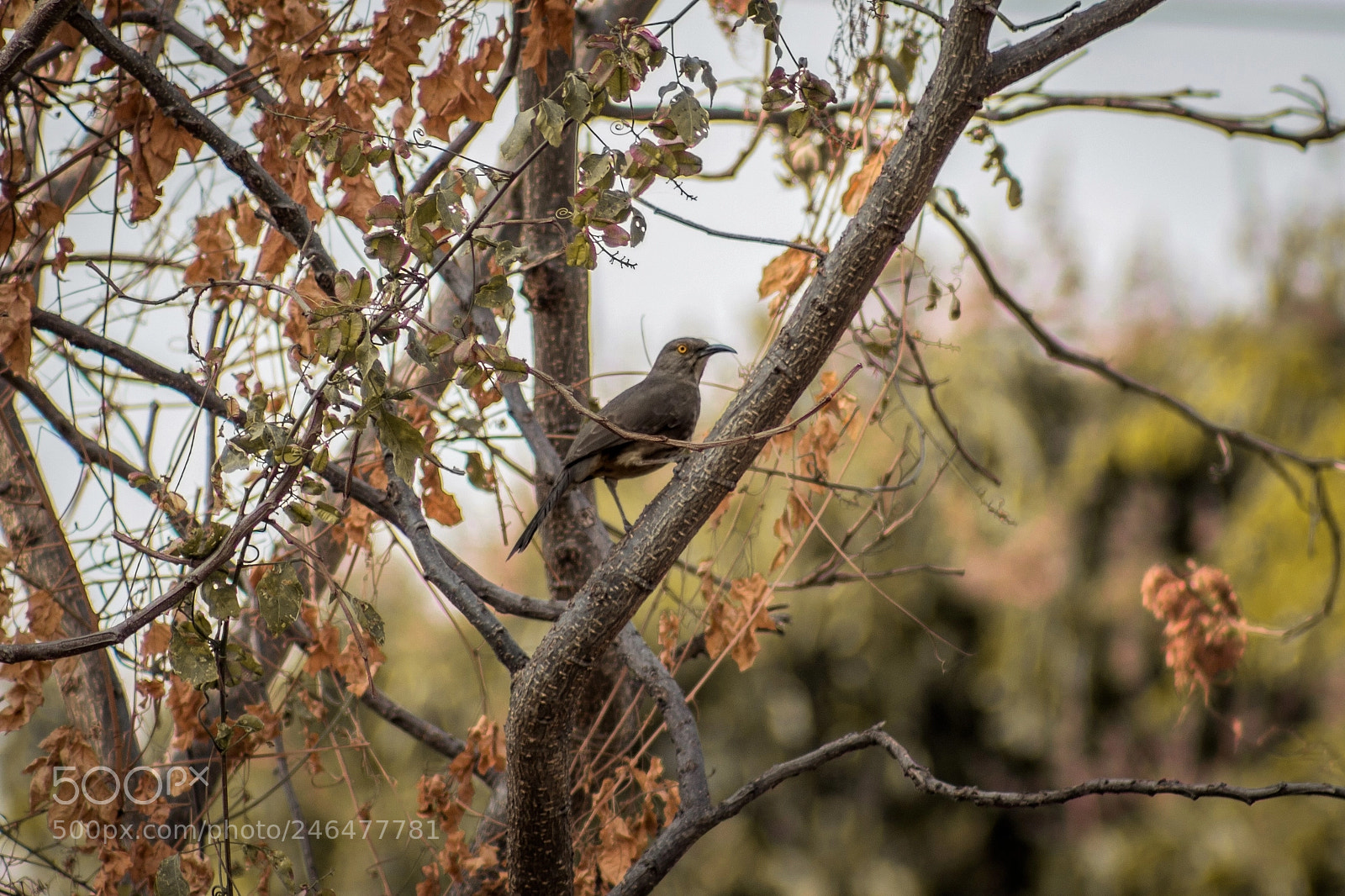 Canon EOS 700D (EOS Rebel T5i / EOS Kiss X7i) sample photo. Bird photography