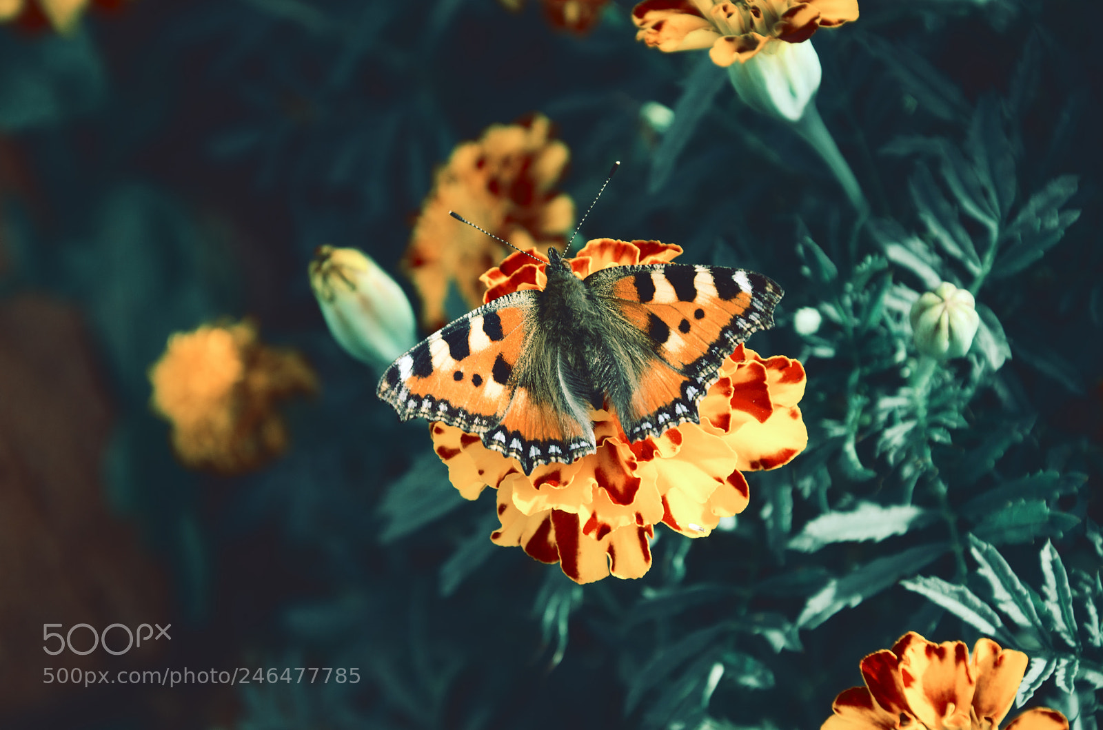 Nikon D5100 sample photo. Butterfly sitting on the photography
