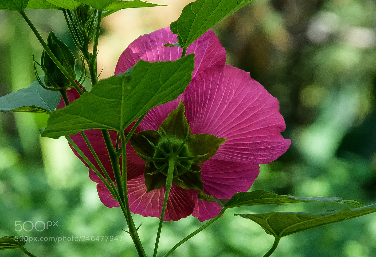 Nikon D810 sample photo. A pink hibiscus from photography