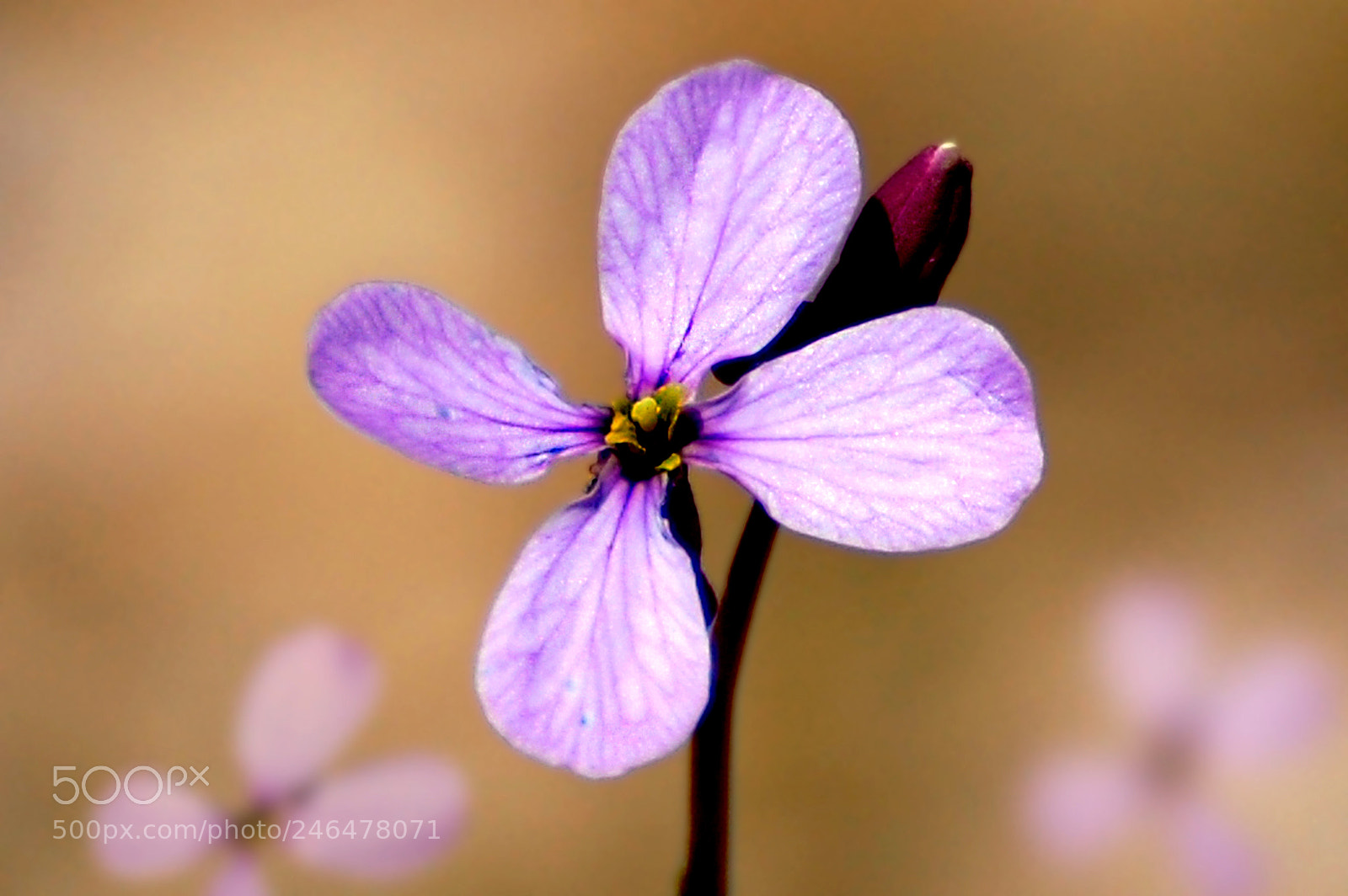 Nikon D40 sample photo. Purple photography