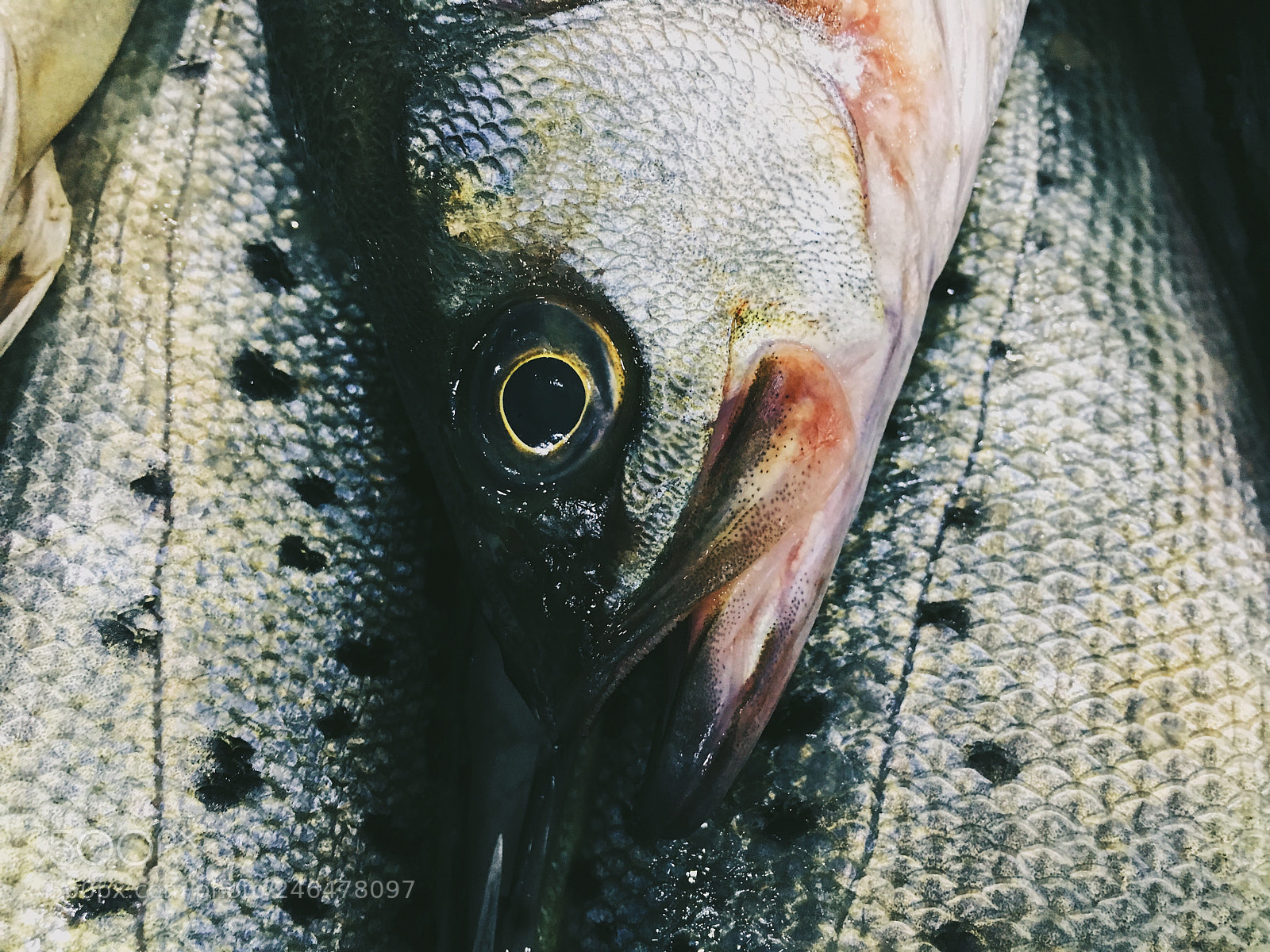 Apple iPhone 6s sample photo. Fish photography