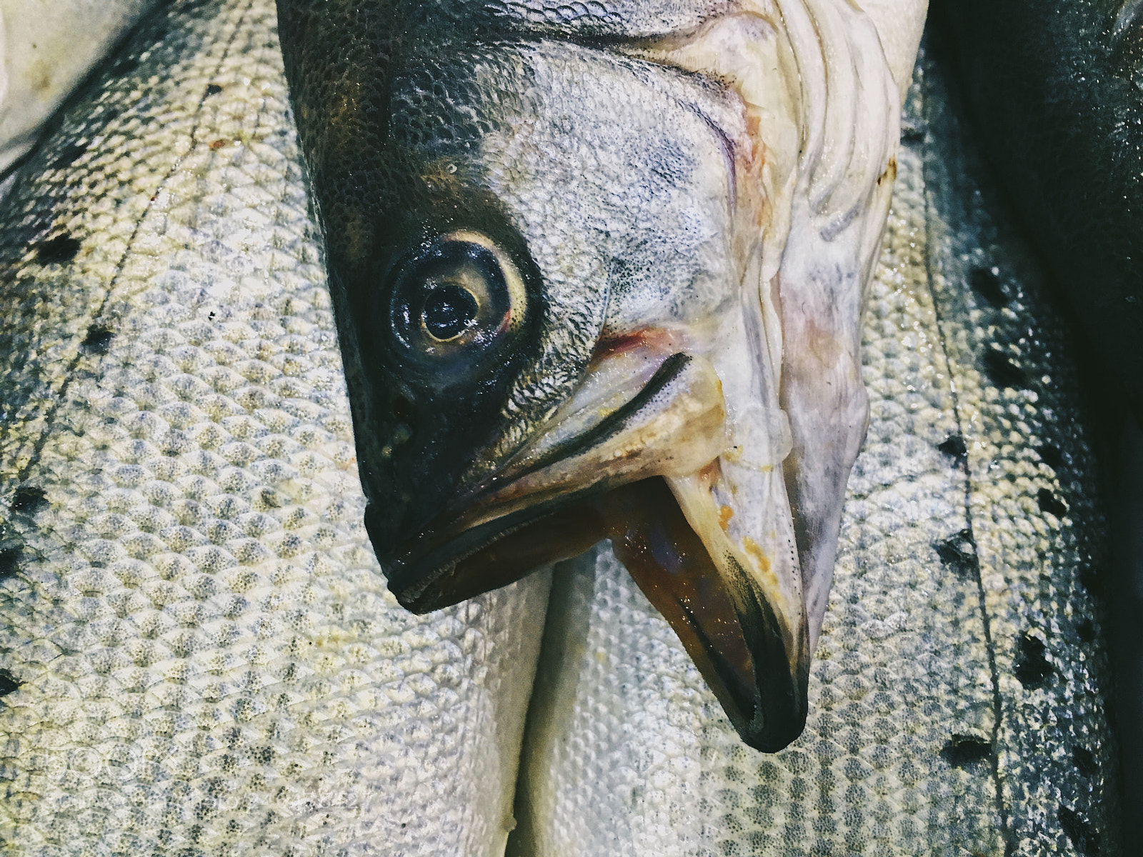 Apple iPhone 6s sample photo. Fish. photography