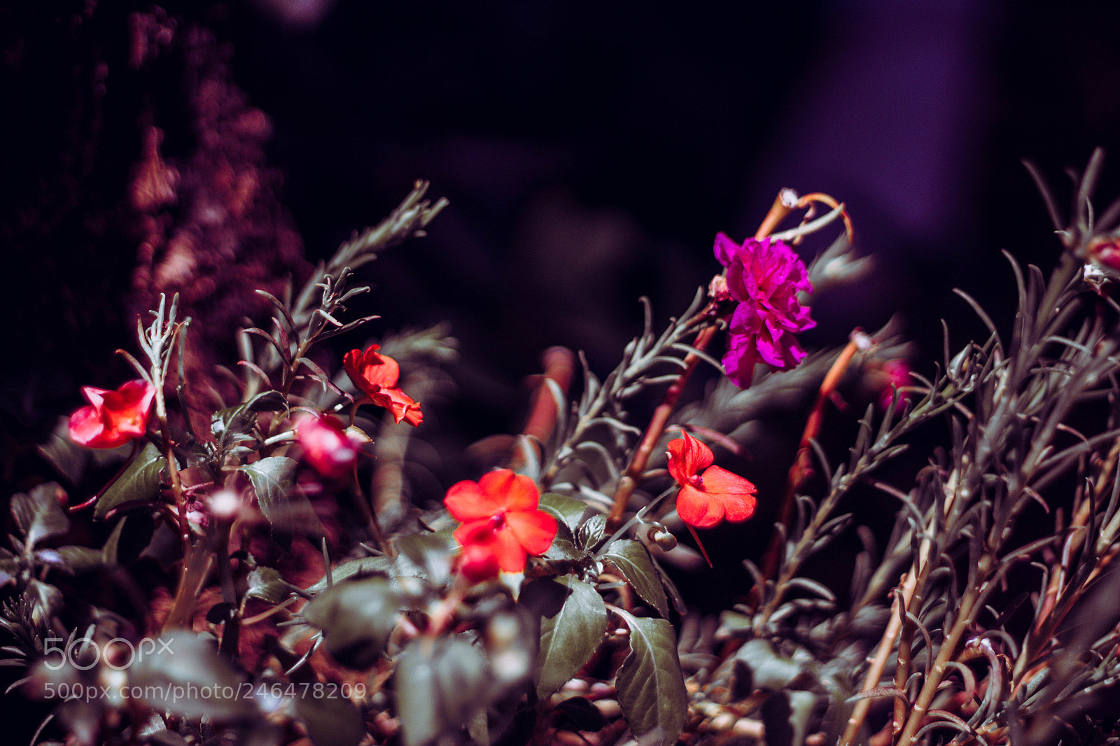 Canon EOS 1200D (EOS Rebel T5 / EOS Kiss X70 / EOS Hi) sample photo. Jardim photography