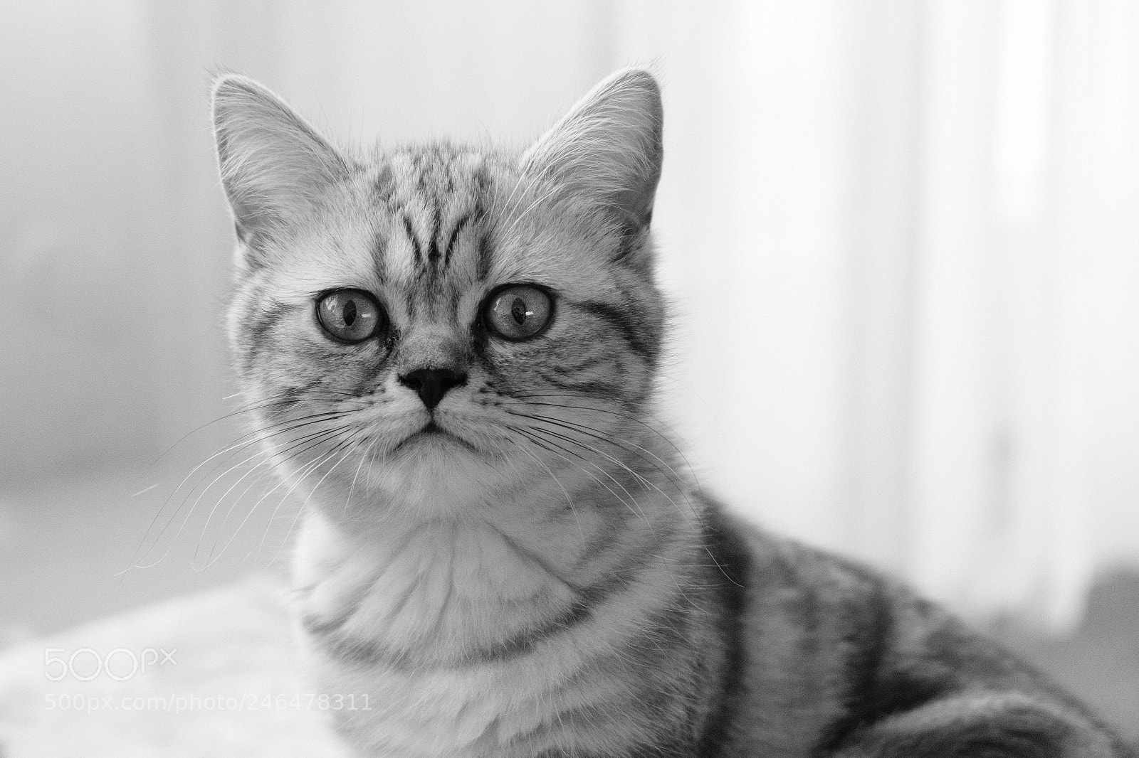Fujifilm X-T20 sample photo. Bonnie photography