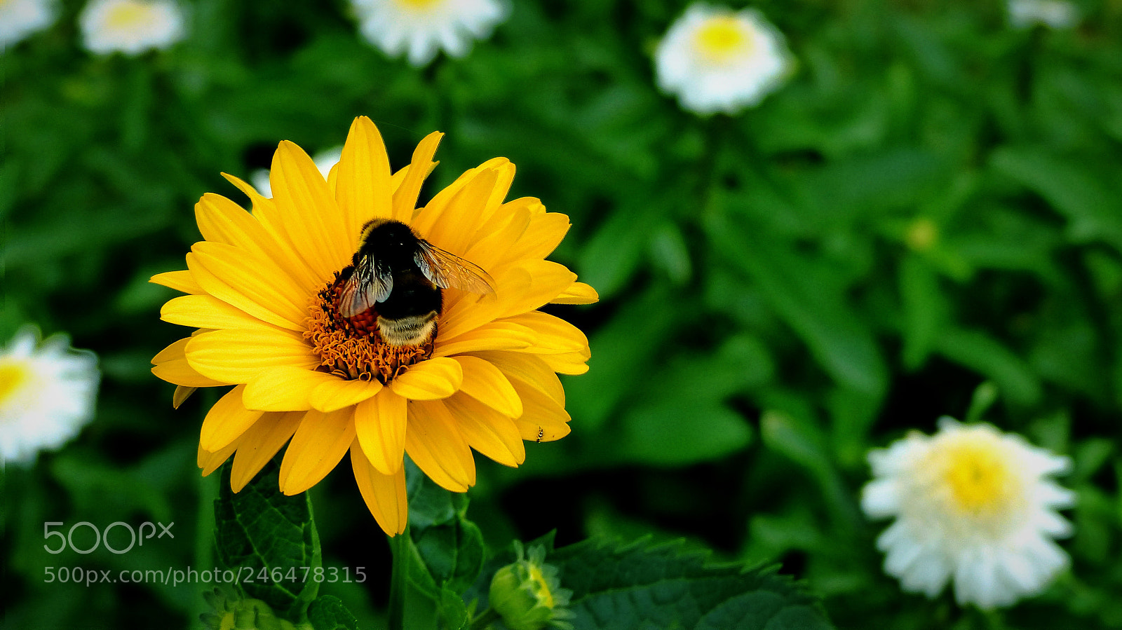 Panasonic Lumix DMC-FZ200 sample photo. Bumblebee. photography