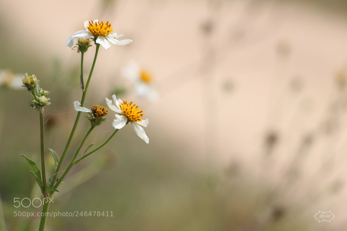 Canon EOS 700D (EOS Rebel T5i / EOS Kiss X7i) sample photo. * photography