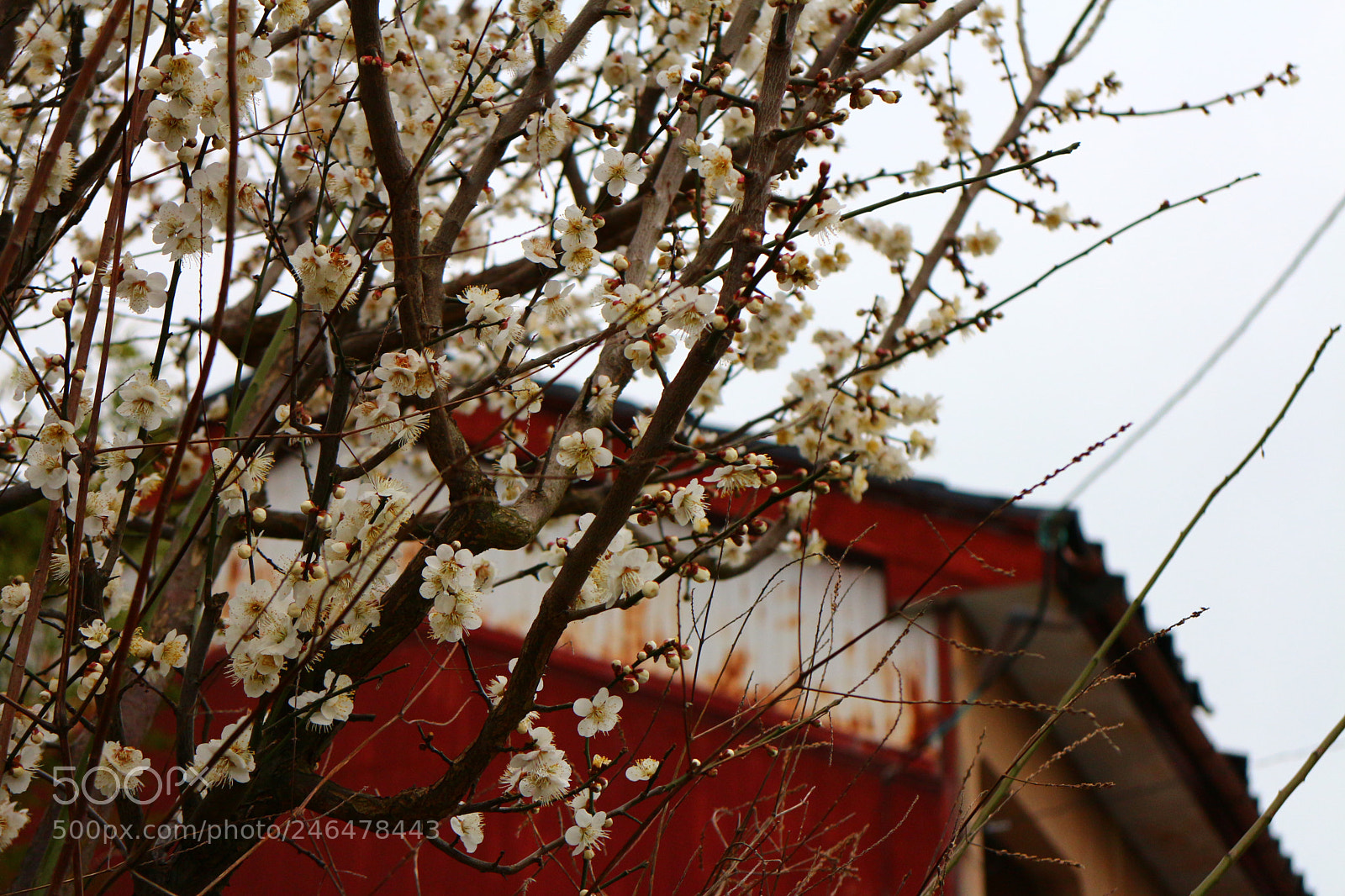 Canon EOS M sample photo. Img photography